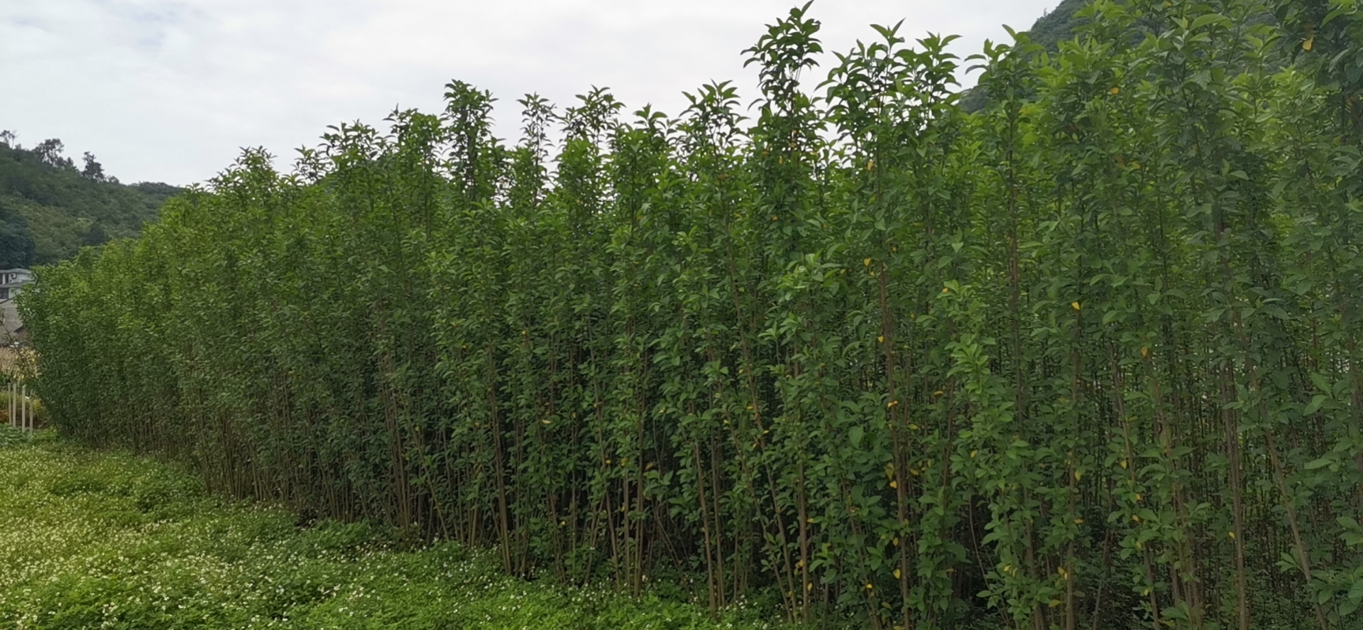 贵州南非叶基地供应商价格 苦茶叶种植基地批发报价电话贵州苦茶叶种植基地图片