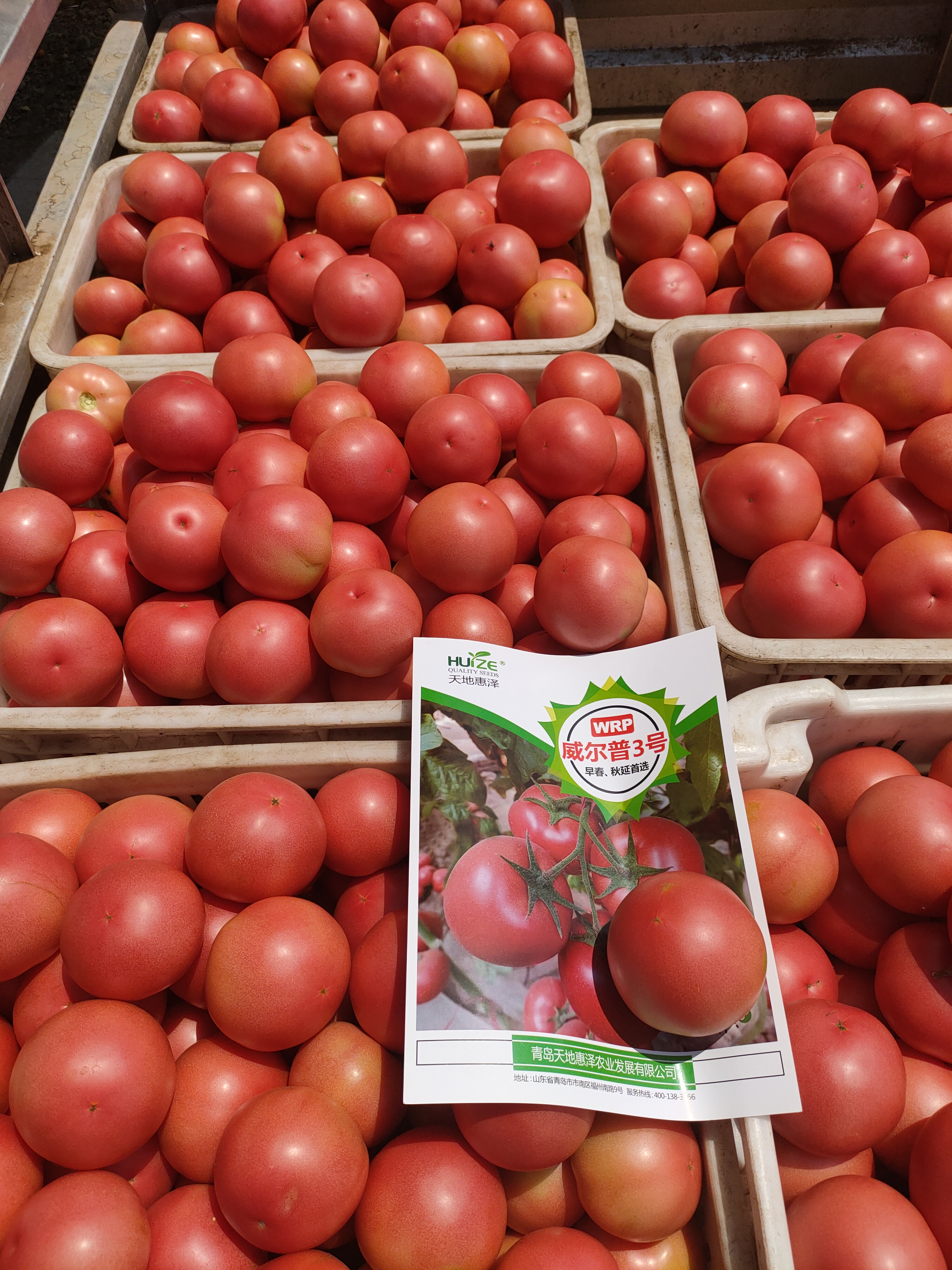 威爾圖片/威爾樣板圖 (2)