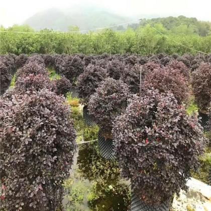 漳州市红花继木厂家苗圃供应 红花继木球 红花继木大杯苗 规格齐全