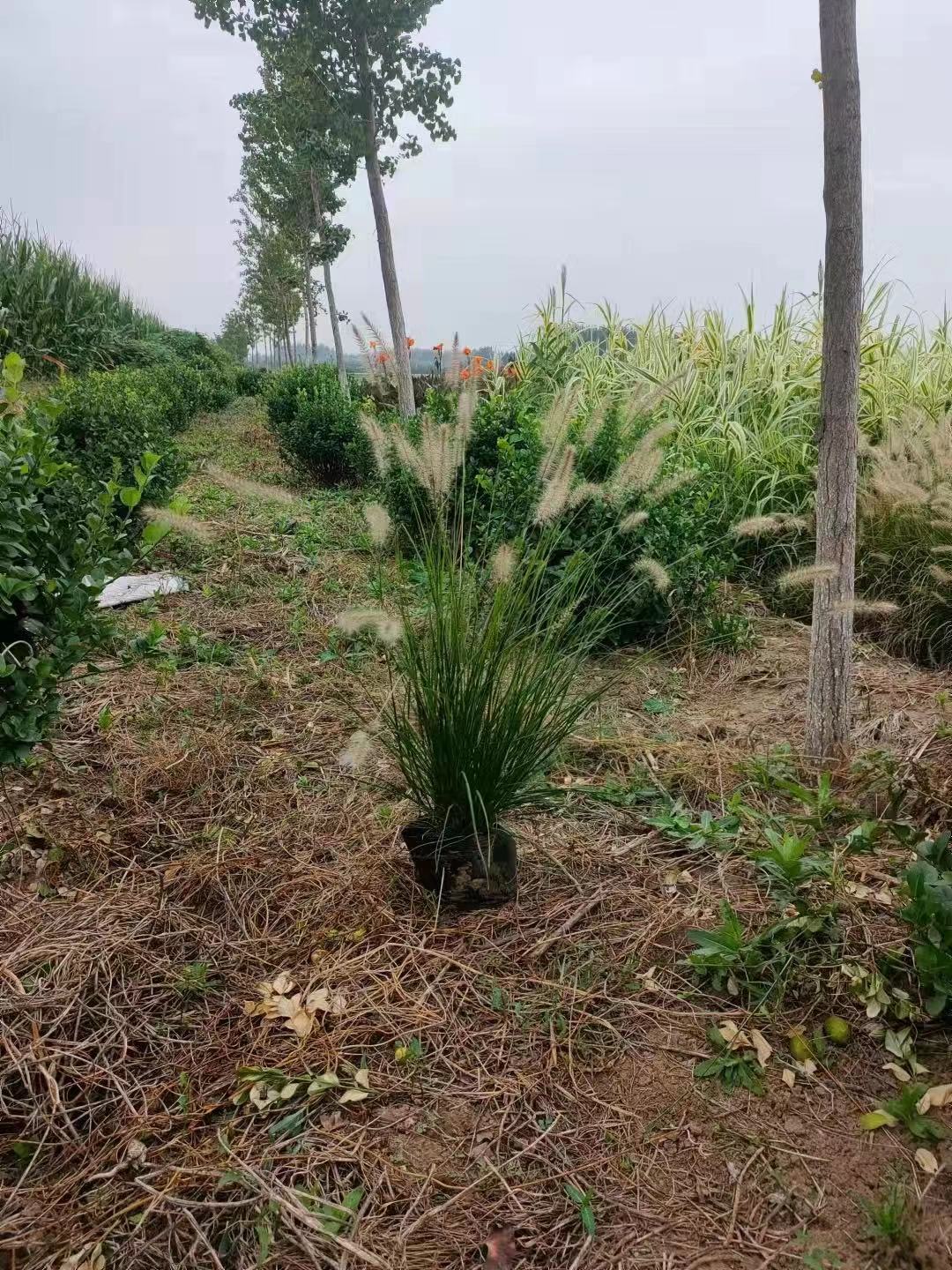 山东观赏草现货-种植基地-苗圃图片