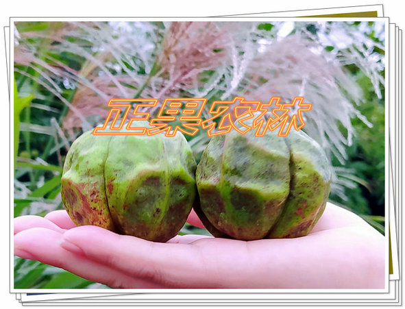 一級(jí)油桐種子批發(fā)零售--融安正果農(nóng)林