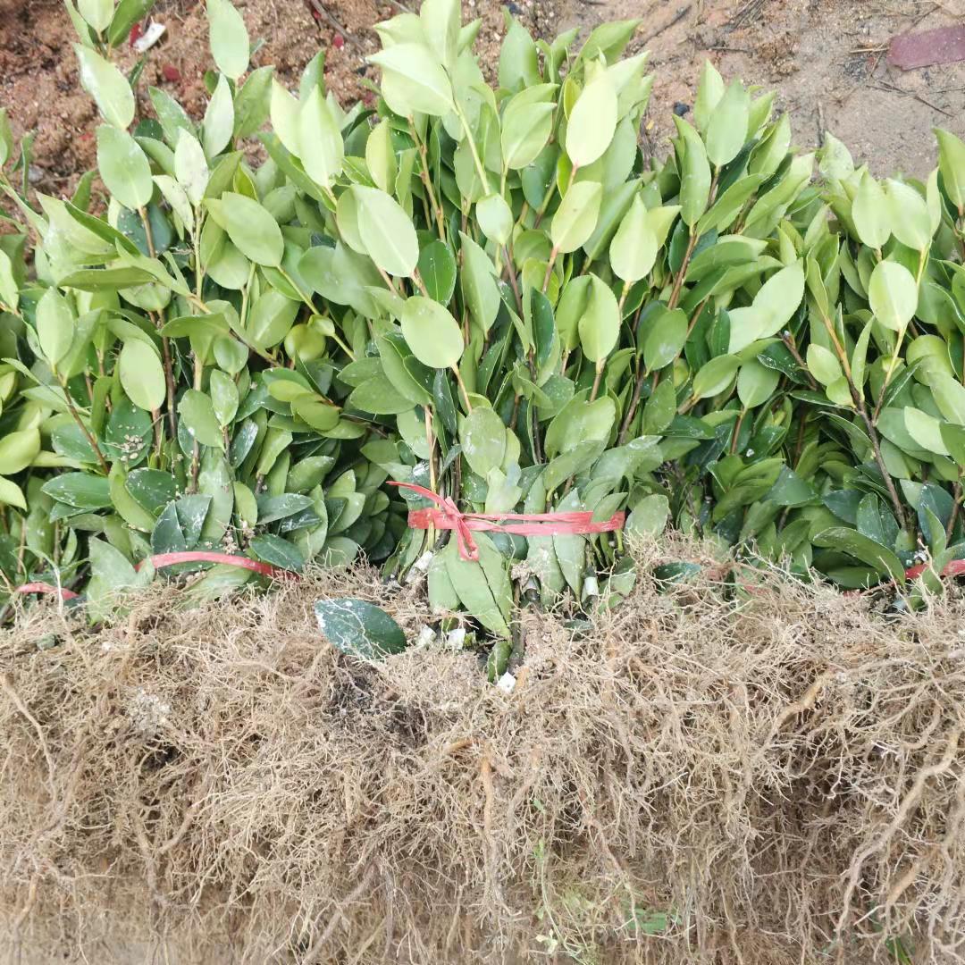 嫁接油茶圖片/嫁接油茶樣板圖 (2)
