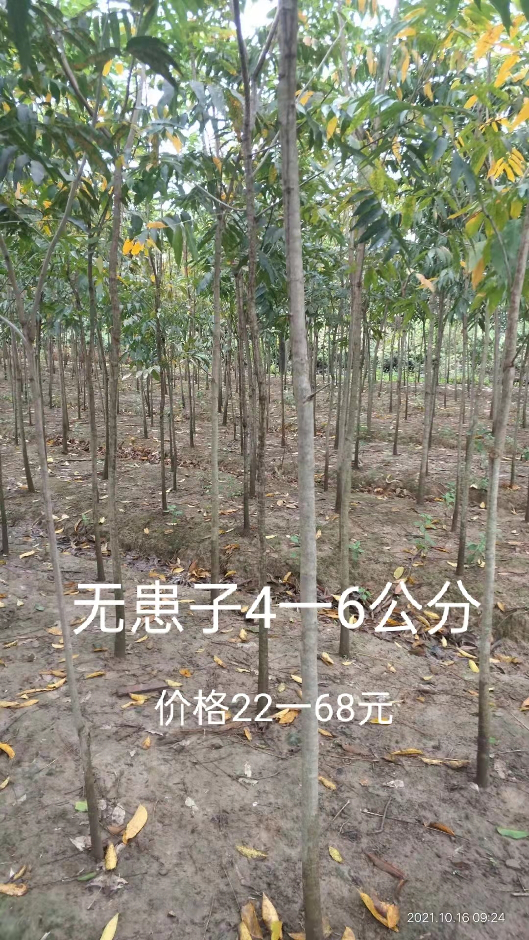 江西無患子基地圖片/江西無患子基地樣板圖 (2)
