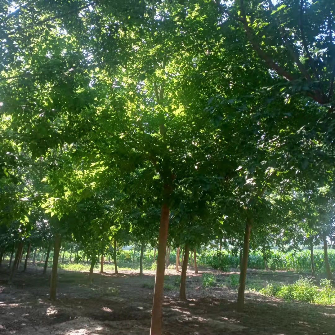 金葉復葉槭圖片/金葉復葉槭樣板圖 (3)