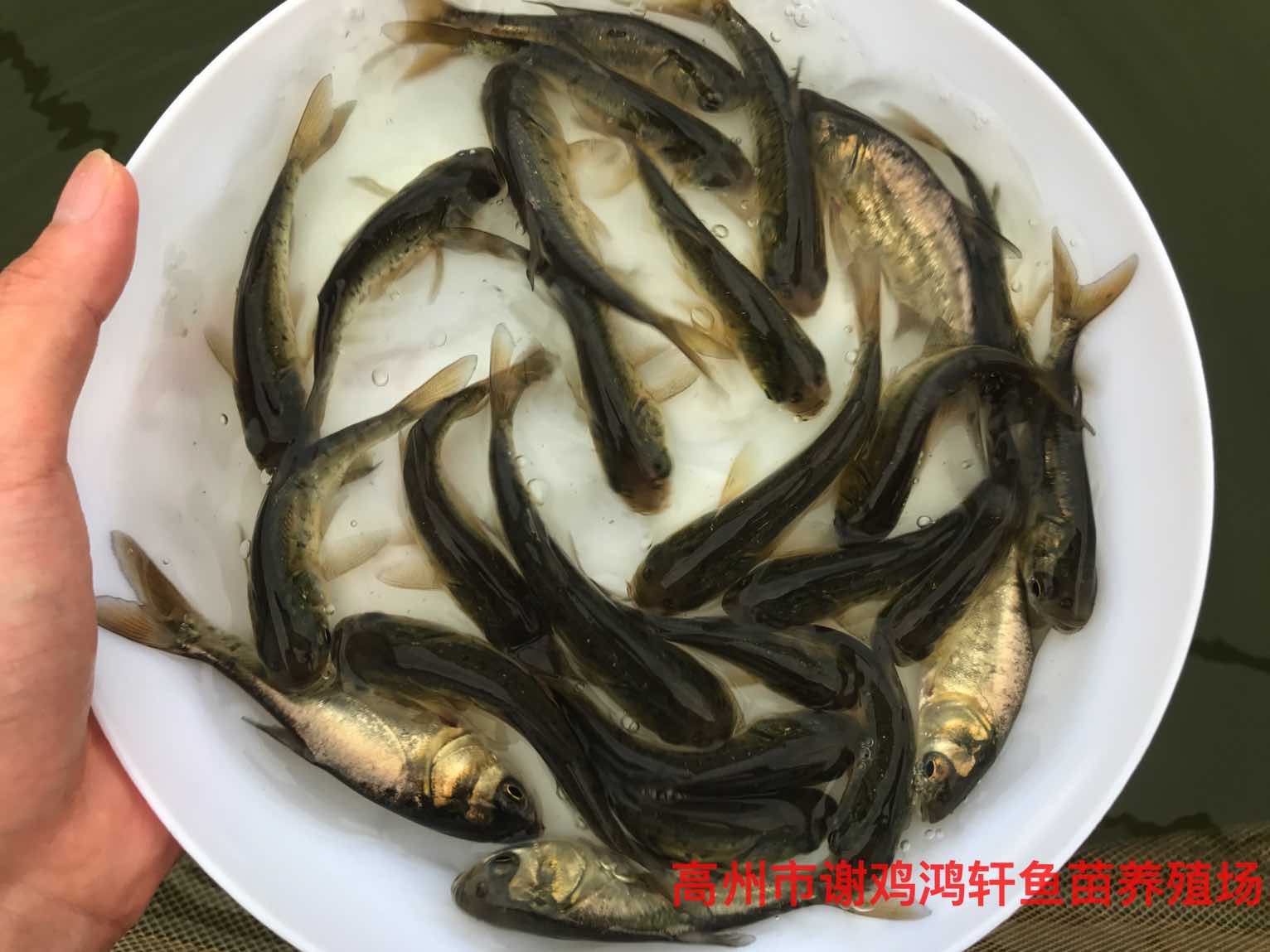 淡水魚苗養(yǎng)殖圖片/淡水魚苗養(yǎng)殖樣板圖 (1)
