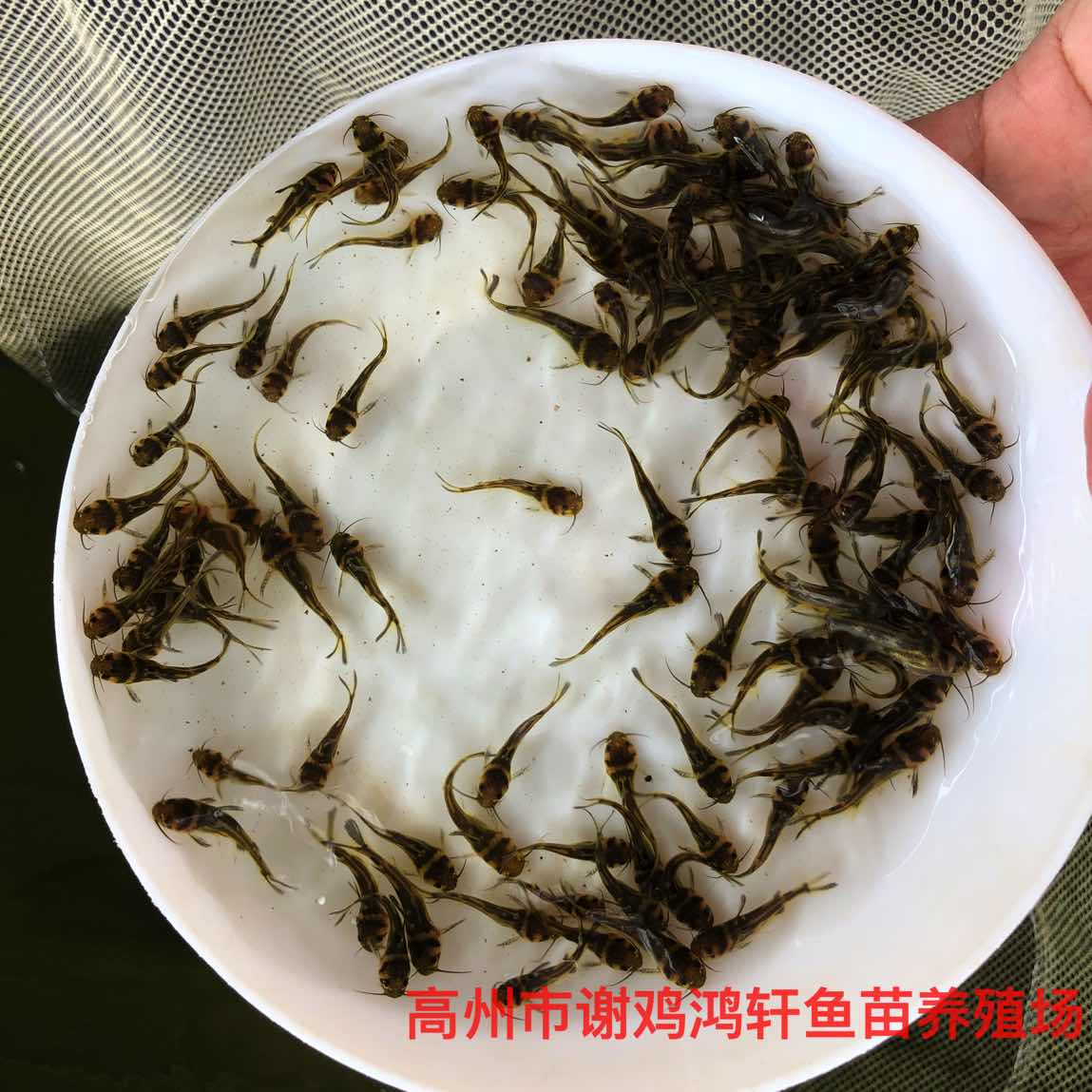 魚苗圖片/魚苗樣板圖 (2)