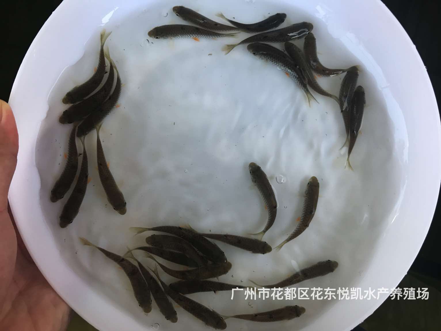 魚苗圖片/魚苗樣板圖 (3)