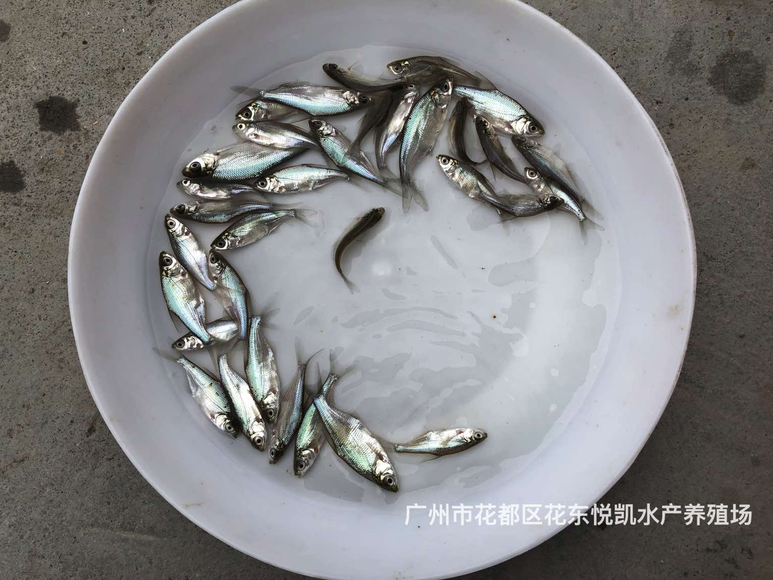 魚苗圖片/魚苗樣板圖 (2)
