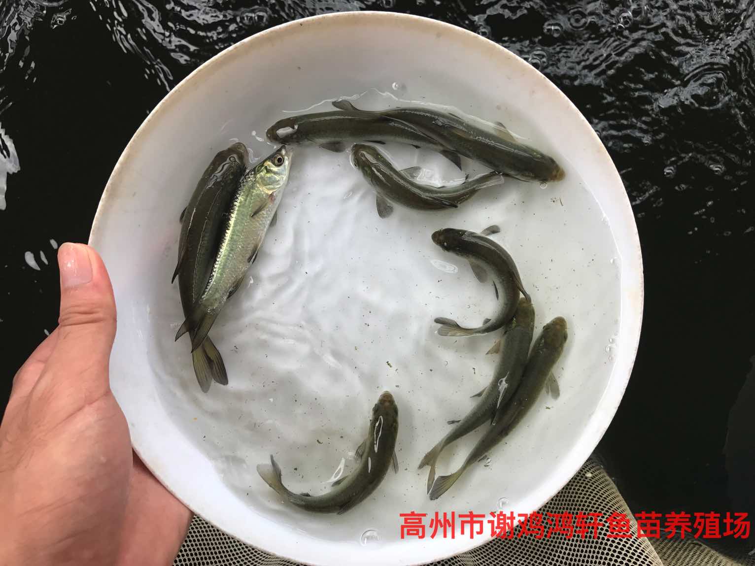 青魚苗圖片/青魚苗樣板圖 (1)