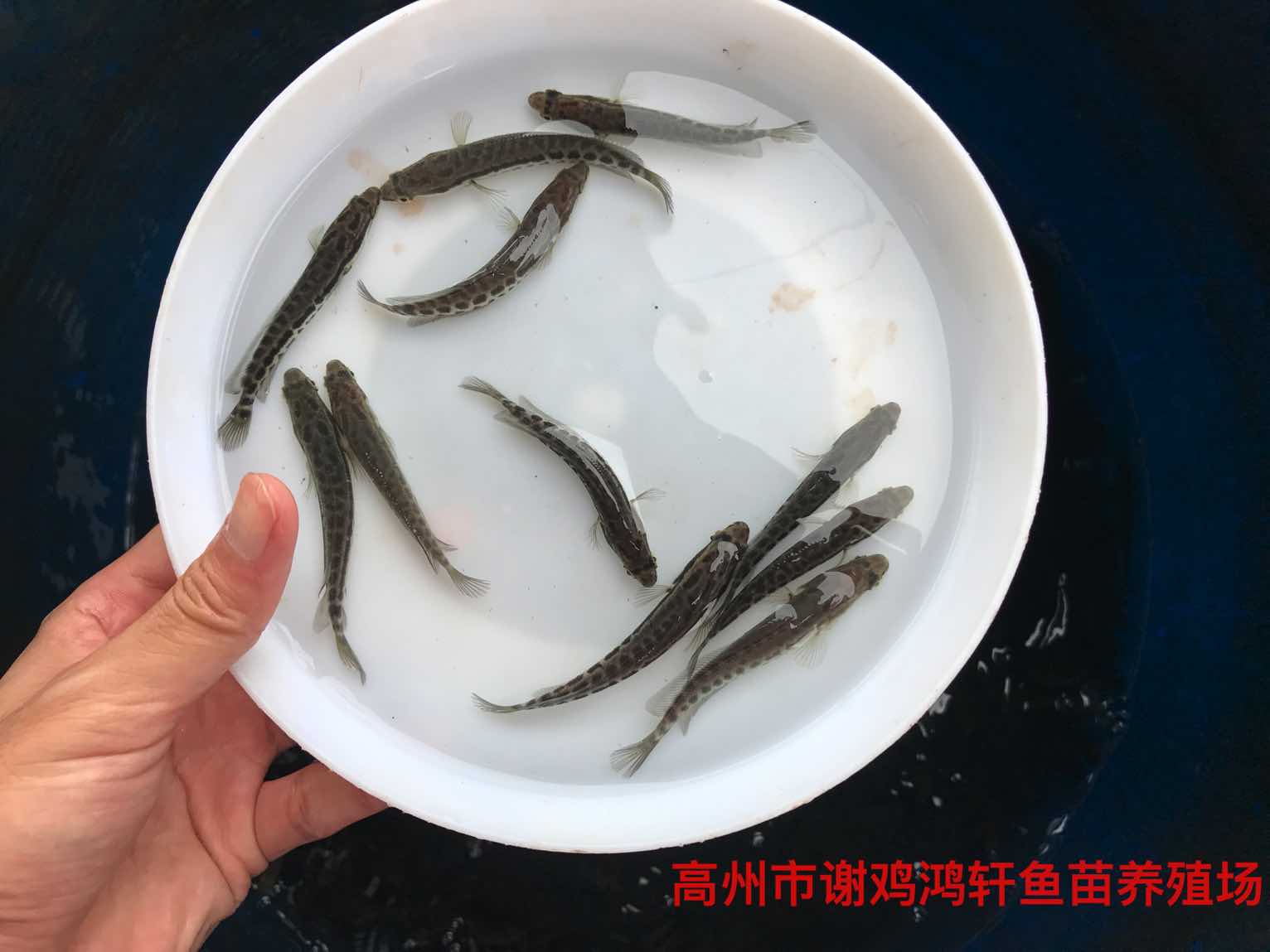 黑魚苗養(yǎng)殖基地財(cái)魚苗批發(fā)價(jià)格烏魚苗柴魚苗