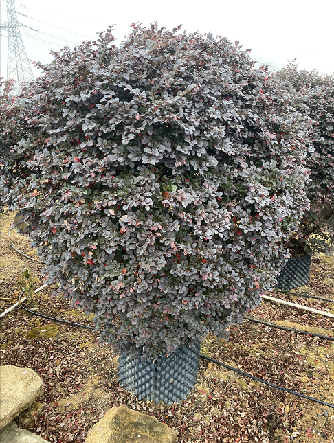 木球圖片/木球樣板圖 (2)