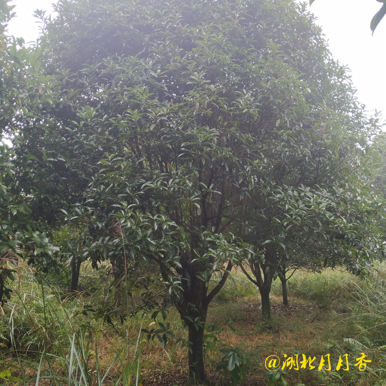 桂花樹圖片/桂花樹樣板圖 (2)
