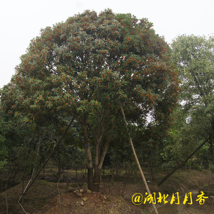 桂花樹圖片/桂花樹樣板圖 (2)