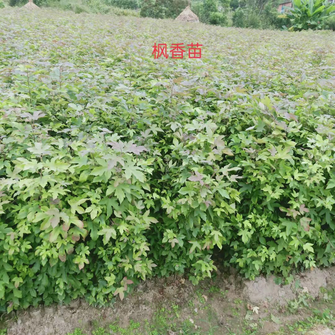 枫香苗现货种植，枫香苗批发哪家好，枫香苗苗圃（清流县嵩口新生苗木专业合作社）图片