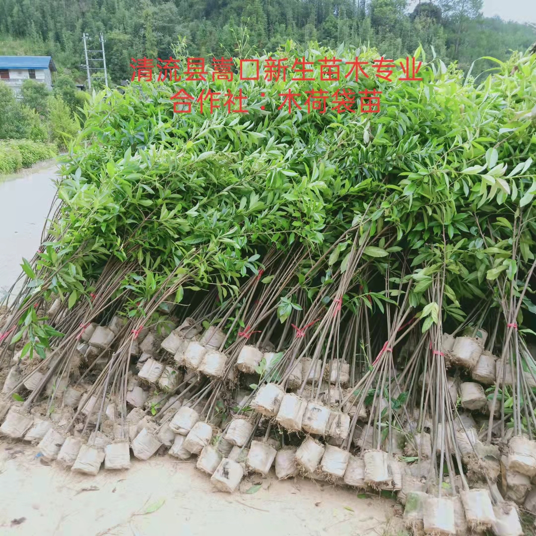 木荷小苗基地，木荷小苗种植苗圃，木荷小苗价钱（清流县嵩口新生苗木专业合作社）图片