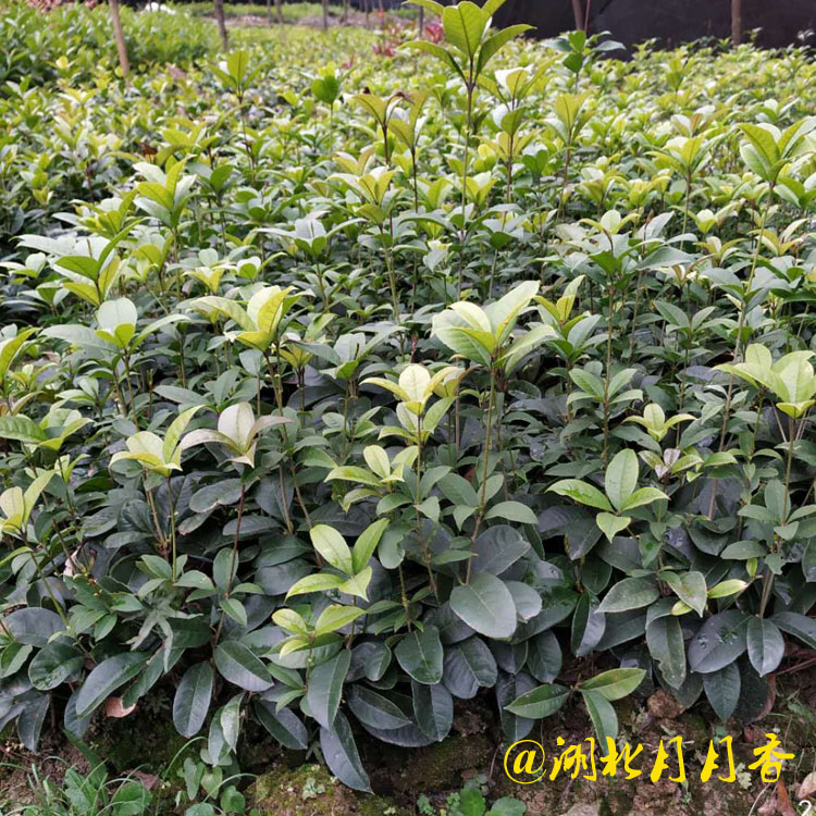 四季桂圖片/四季桂樣板圖 (1)