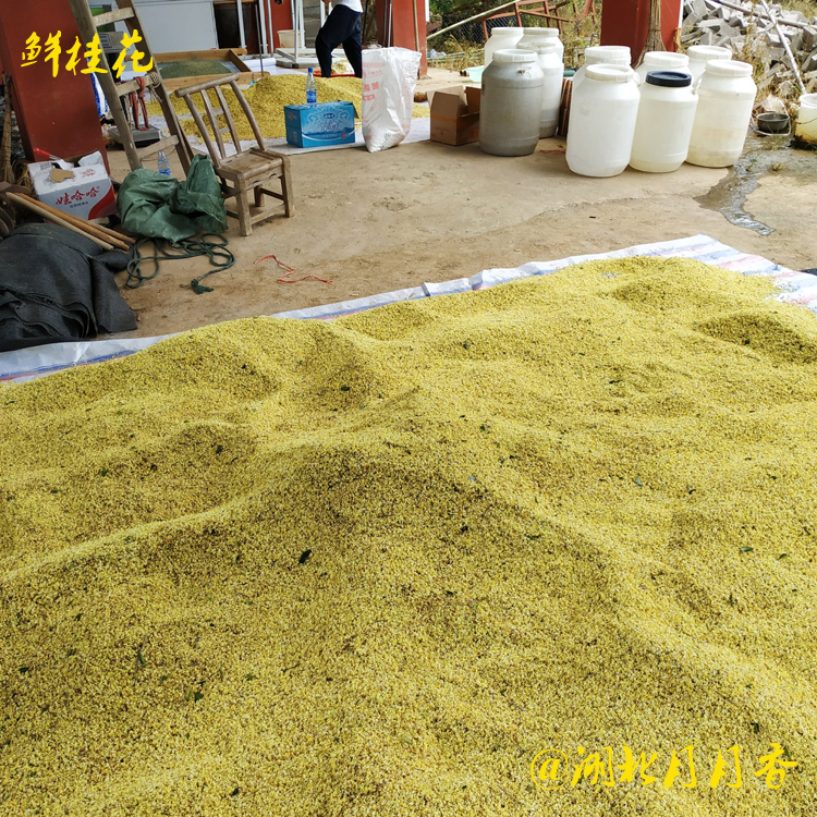 干桂花產(chǎn)地圖片