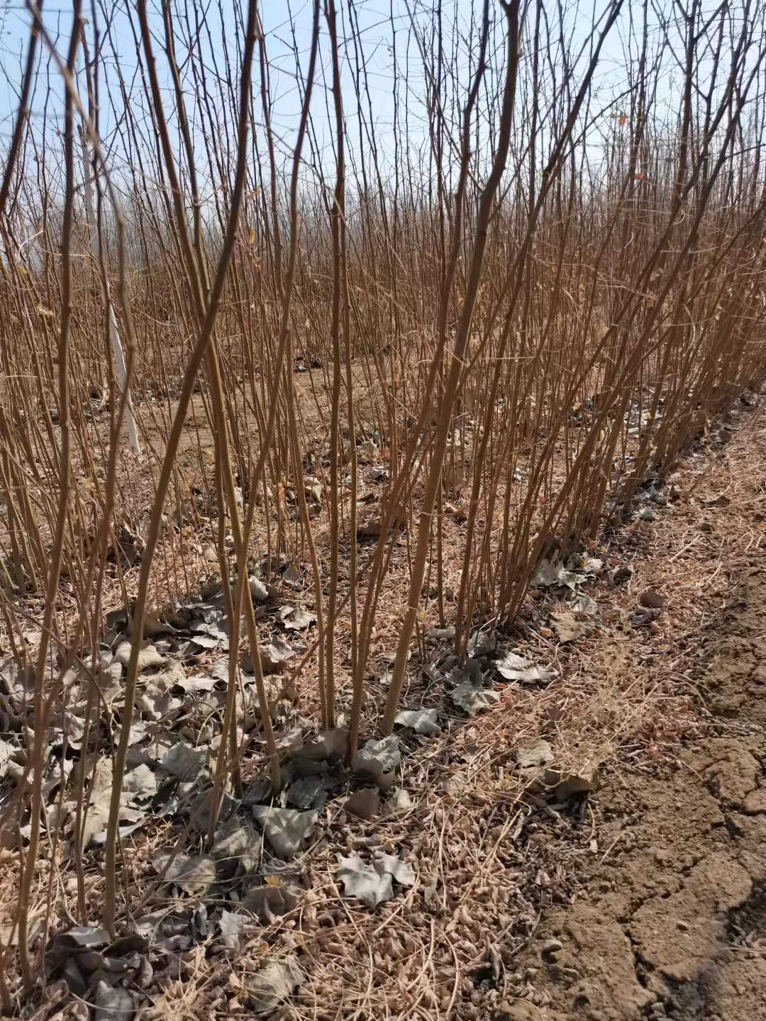 二年生刺槐苗云南二年生刺槐苗种植、基地、报价