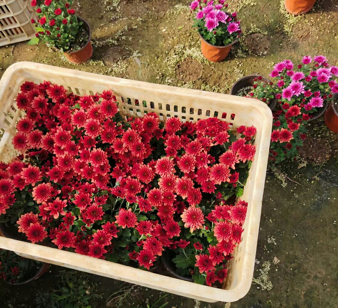 球菊?qǐng)D片/球菊樣板圖 (4)