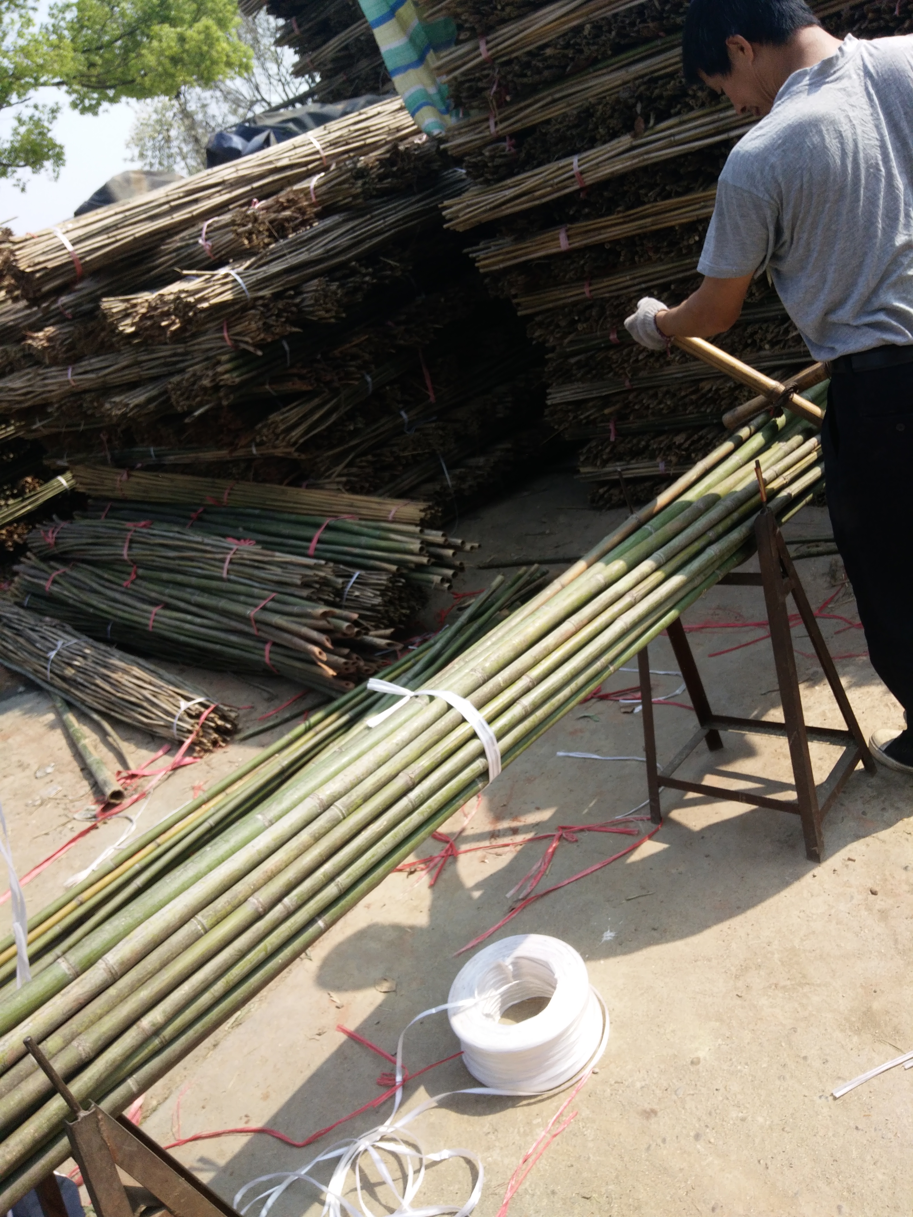 竹木圖片/竹木樣板圖 (3)