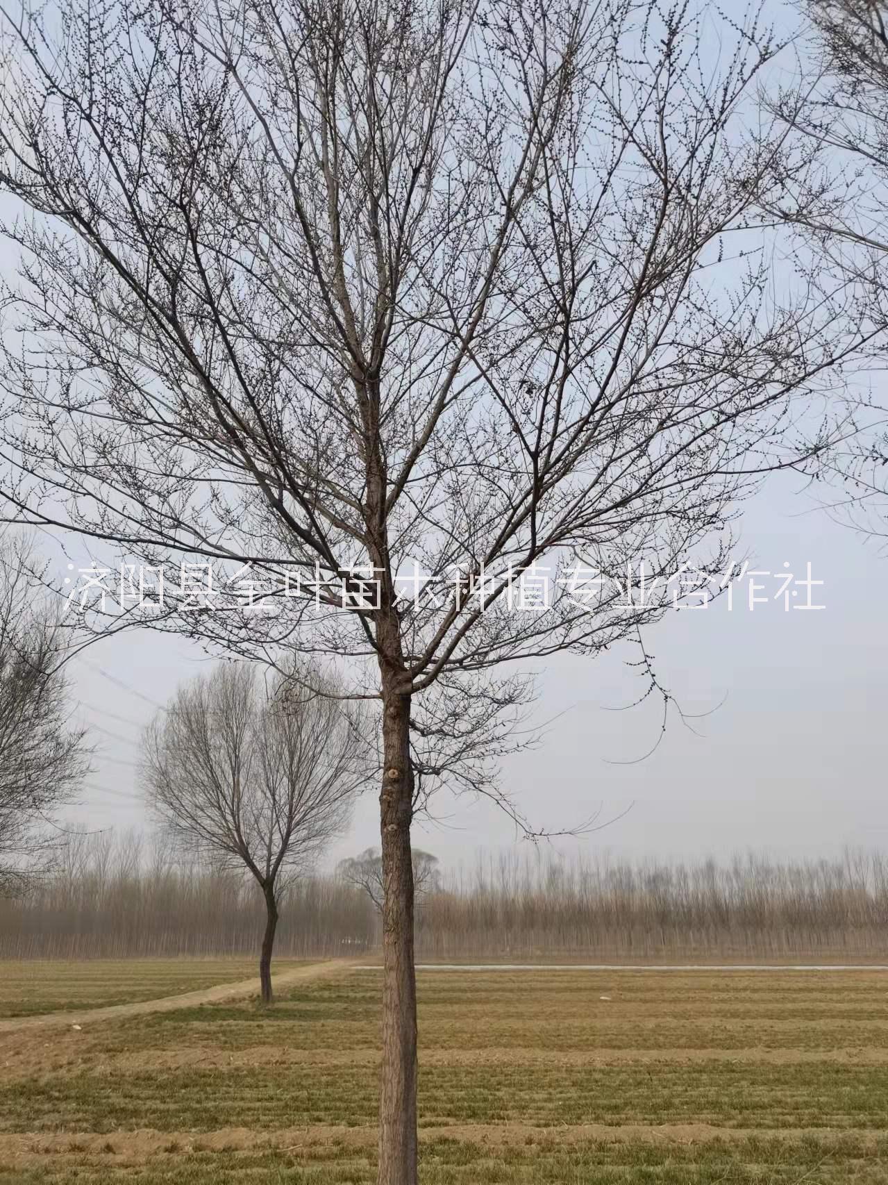 榆樹種植基地  榆樹供應(yīng) 榆樹廠家【濟陽縣金葉苗木種植專業(yè)合作社】