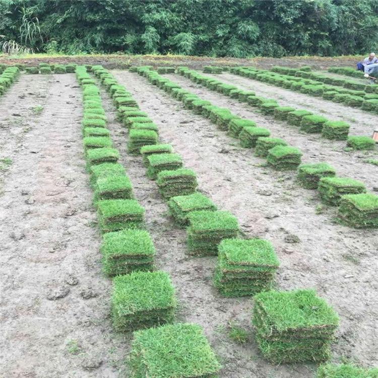 馬尼拉草皮圖片/馬尼拉草皮樣板圖 (4)