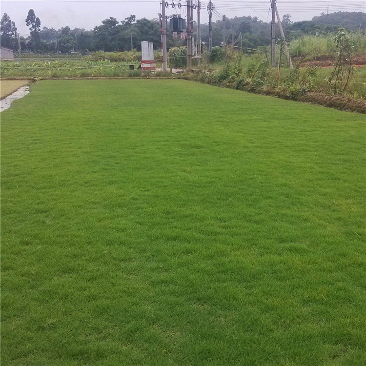 廣東馬尼拉草卷批發(fā)價格圖片