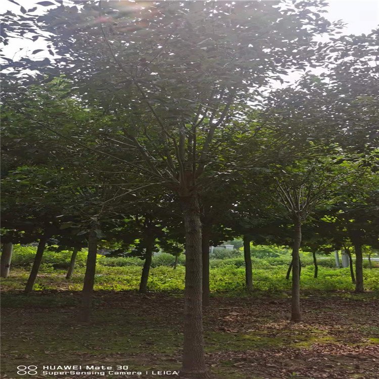 騰越白蠟基地出售多少錢一棵？