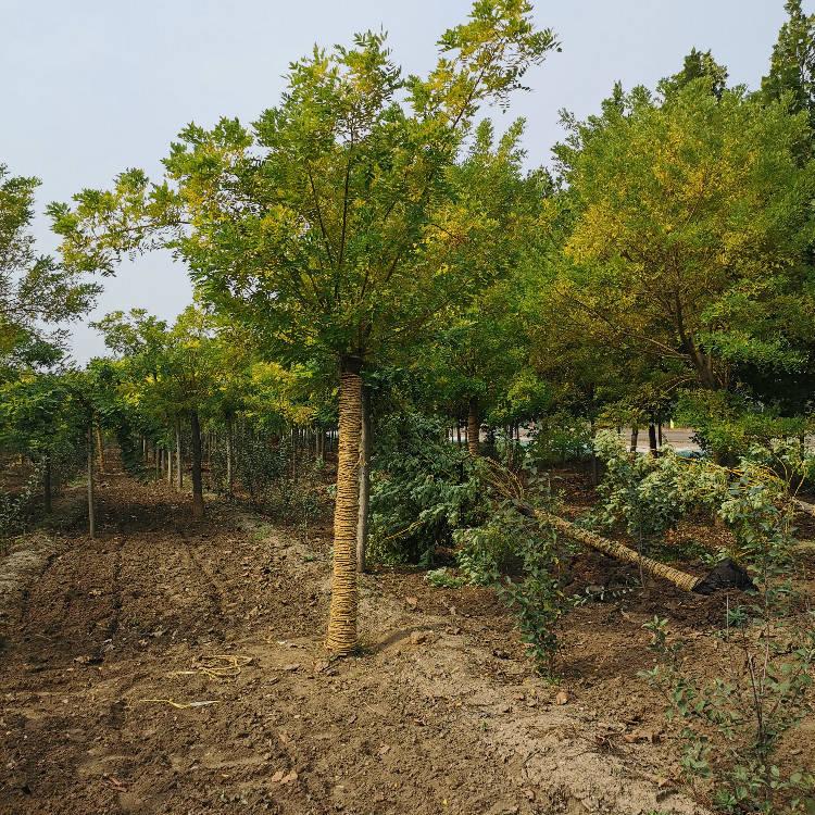 河北觀賞金枝槐種植基地_批發(fā)價格【保定市騰越園林綠化工程有限公司】