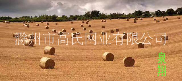 一、認(rèn)識(shí)捆草網(wǎng)(泉翔)圖片/一、認(rèn)識(shí)捆草網(wǎng)(泉翔)樣板圖 (2)