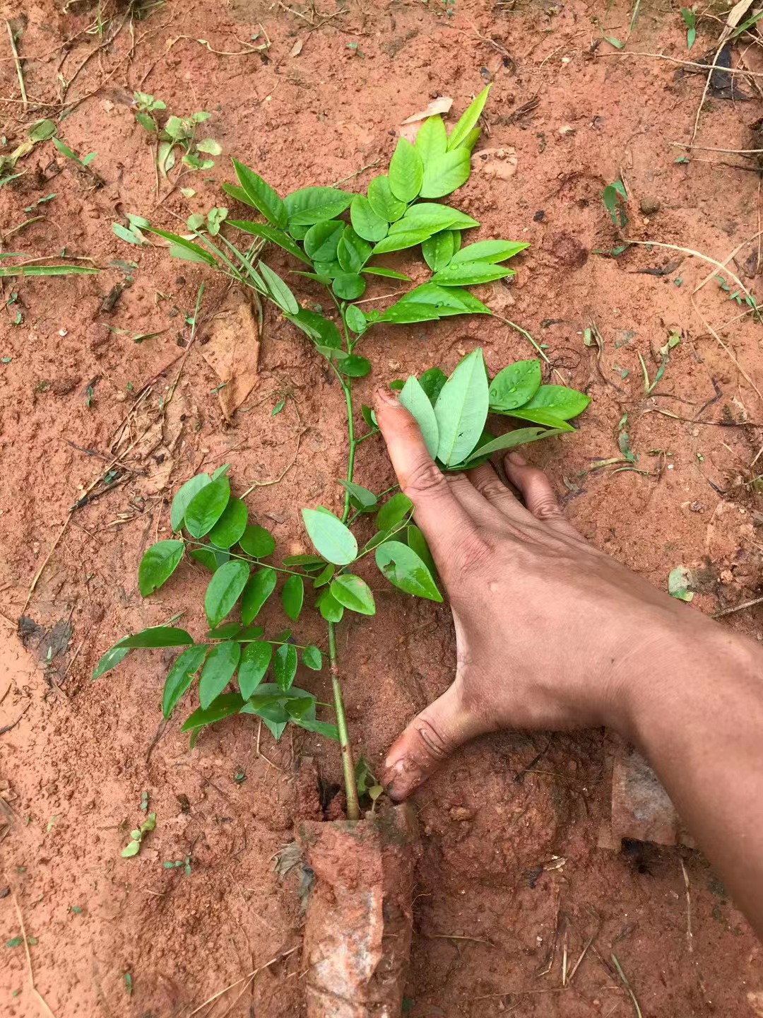 黃花梨圖片/黃花梨樣板圖 (2)