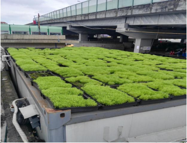 屋頂植草綠化圖片/屋頂植草綠化樣板圖 (1)