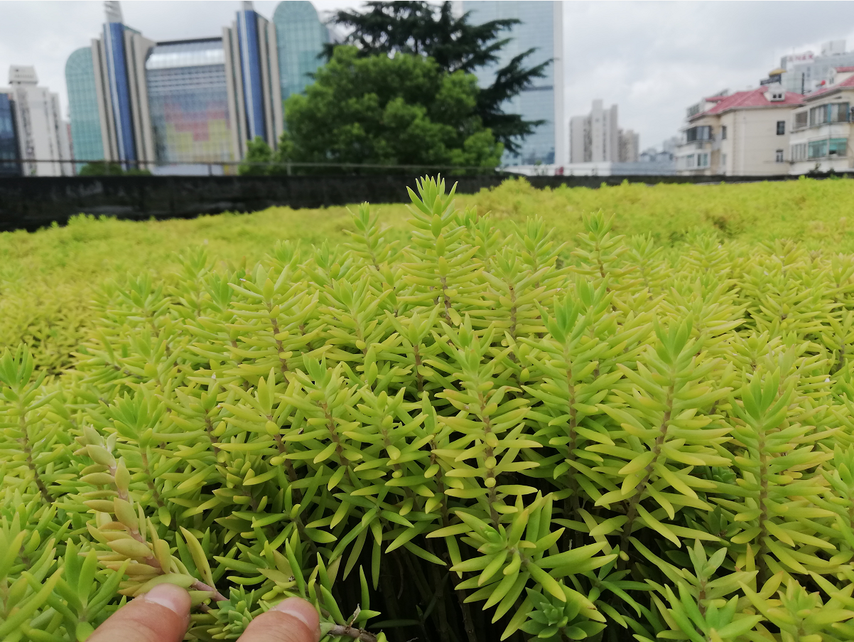屋頂植草綠化圖片/屋頂植草綠化樣板圖 (4)