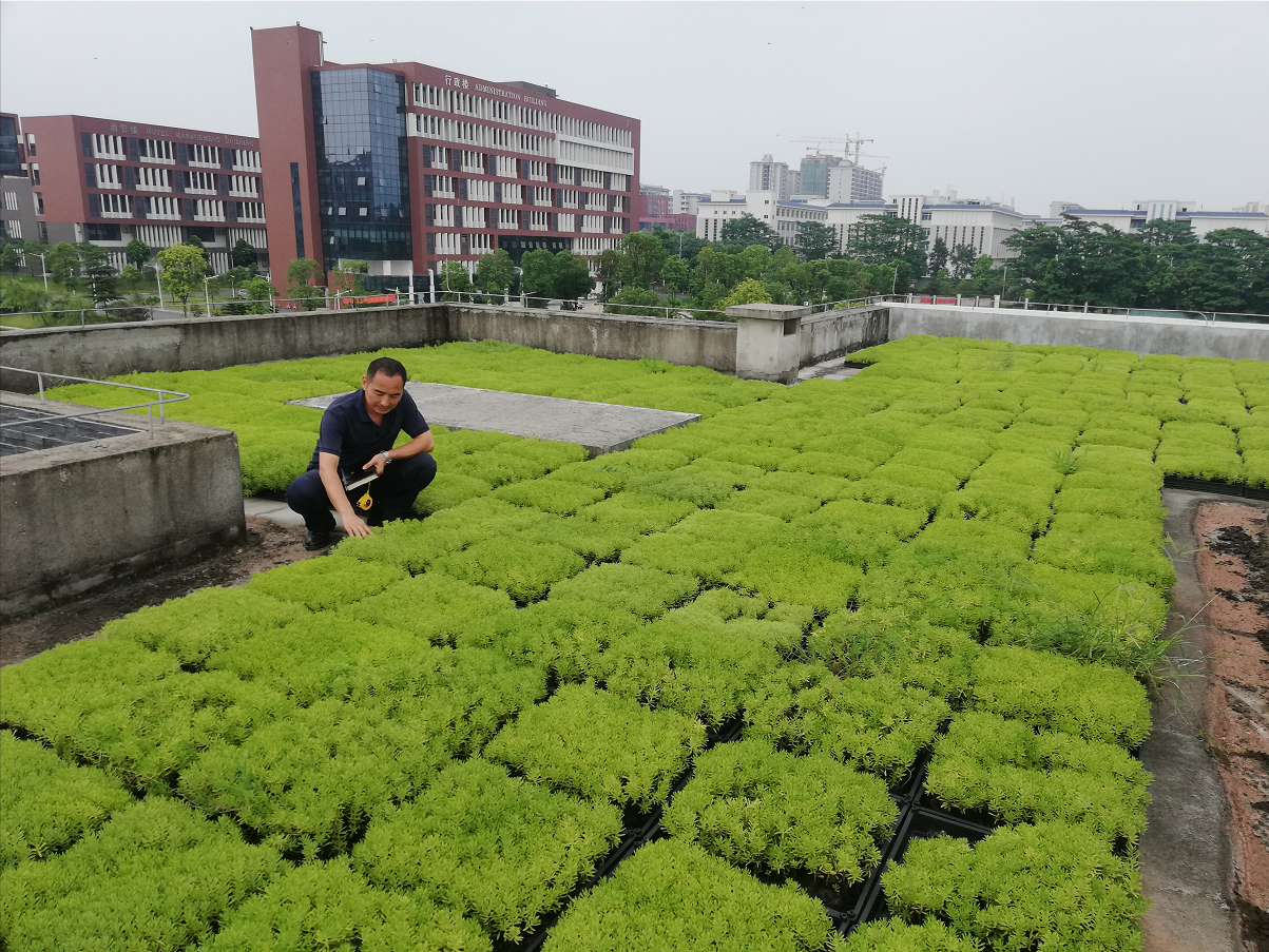 屋顶草原绿化 承接屋顶草原绿化工程 屋顶草原绿化报价