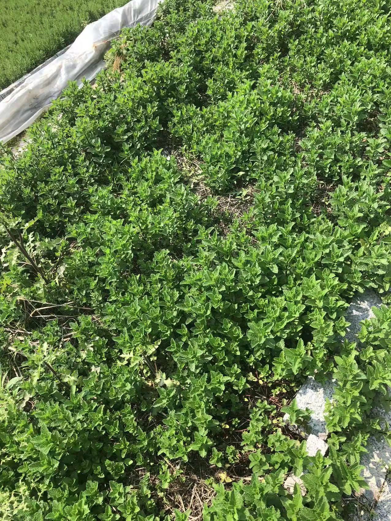 香薄荷圖片/香薄荷樣板圖 (1)
