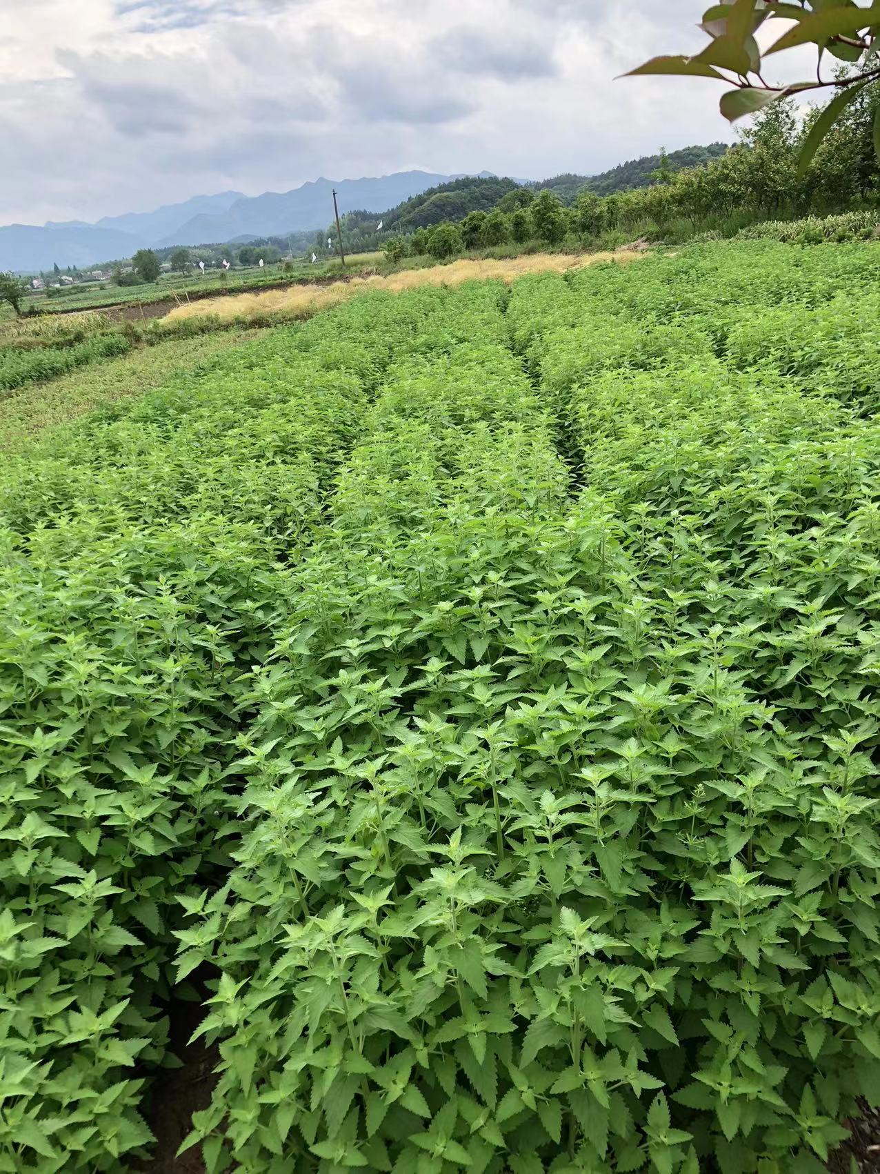 供應(yīng)香蜂草種苗 盆栽香草種苗種子 蜜蜂花種苗