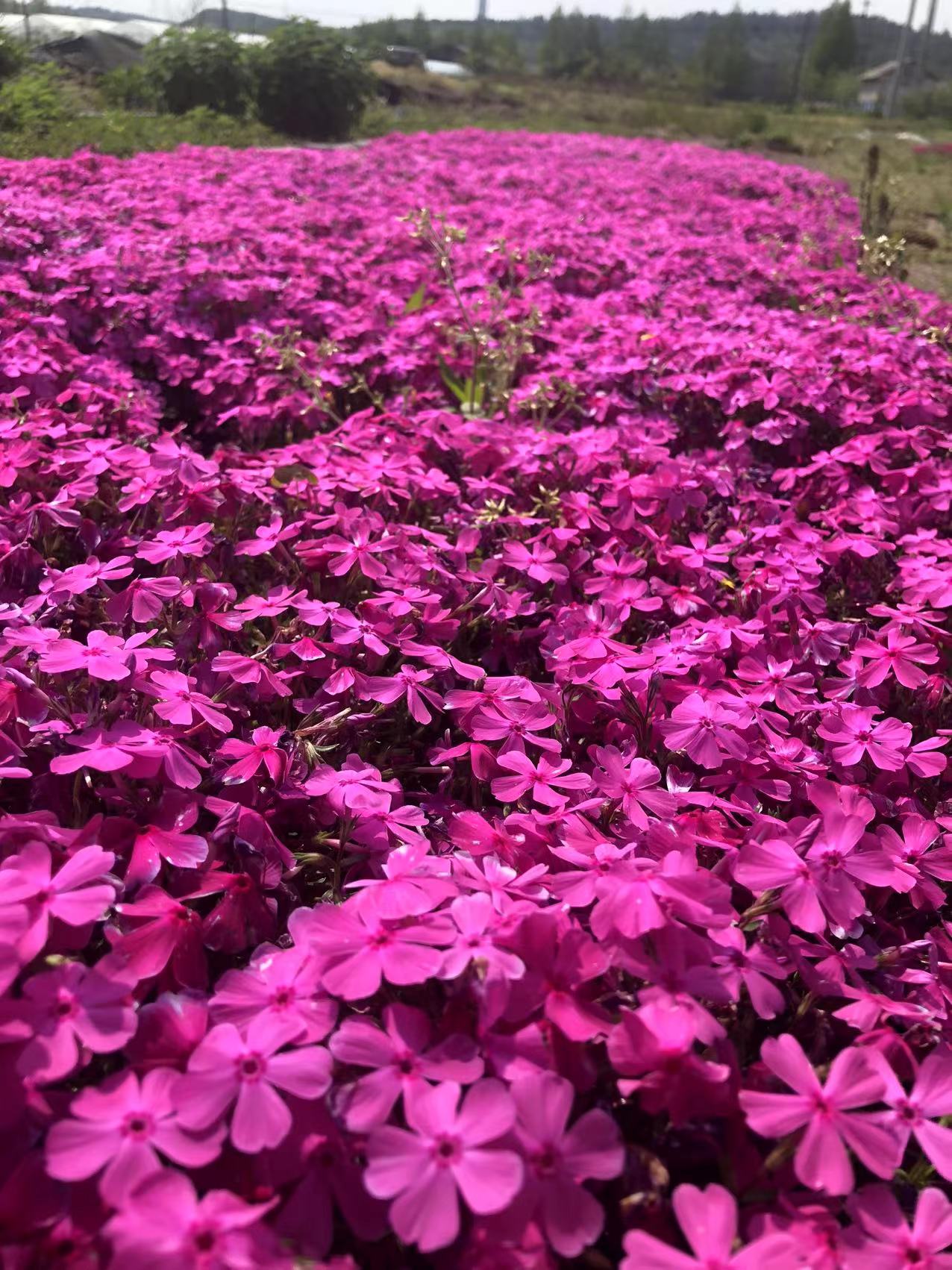 芝櫻圖片/芝櫻樣板圖 (4)