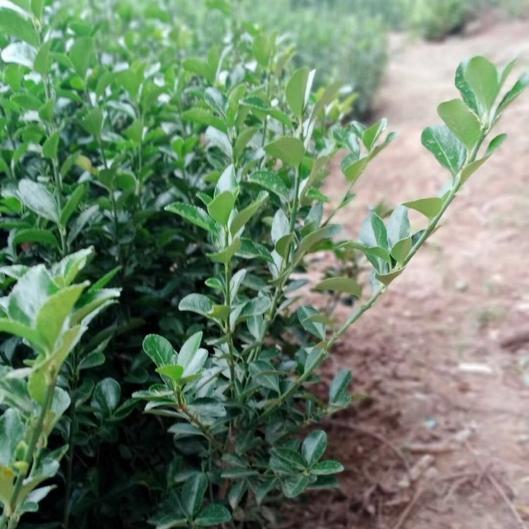 常綠灌木衛(wèi)矛 用于公路綠化色帶造型 耐旱耐寒