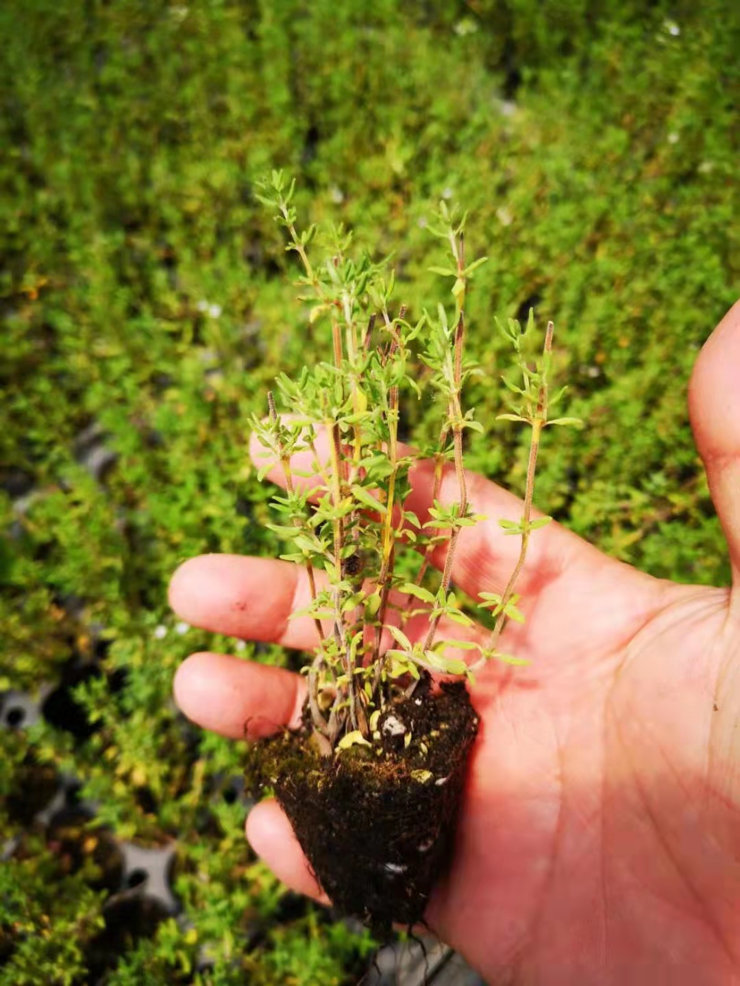 百里香圖片/百里香樣板圖 (1)