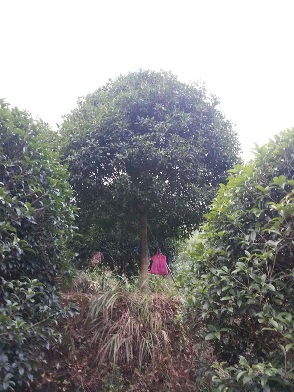 桂林批发桂花树苗基地/常绿桂花树苗出售价格图片