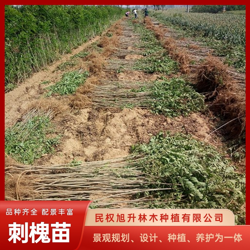 刺槐苗基地电话-大量出售刺槐苗-刺槐苗培育种植方法