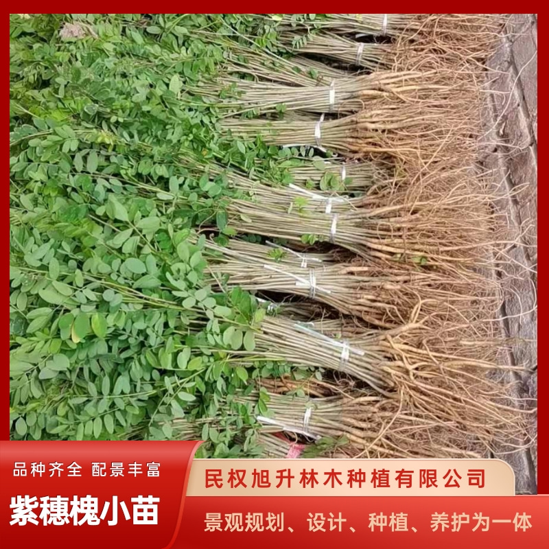 河北營養(yǎng)缽紫穗槐小苗圖片/河北營養(yǎng)缽紫穗槐小苗樣板圖 (1)