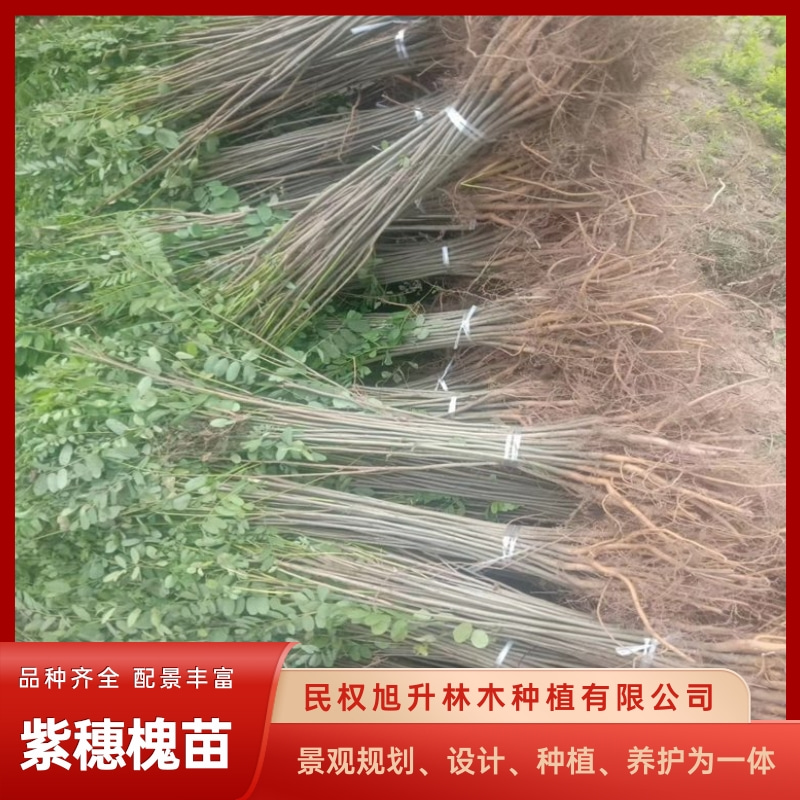 四川成都紫穗槐苗种植基地，紫穗槐苗批发价，紫穗槐苗供货商图片