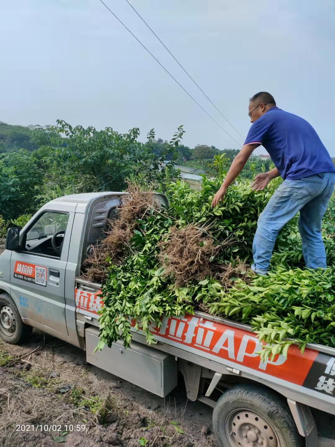 眉山市佛手种苗种子厂家中药材佛手种苗出售佛手种植基地直发，量大从优 佛手种苗种子