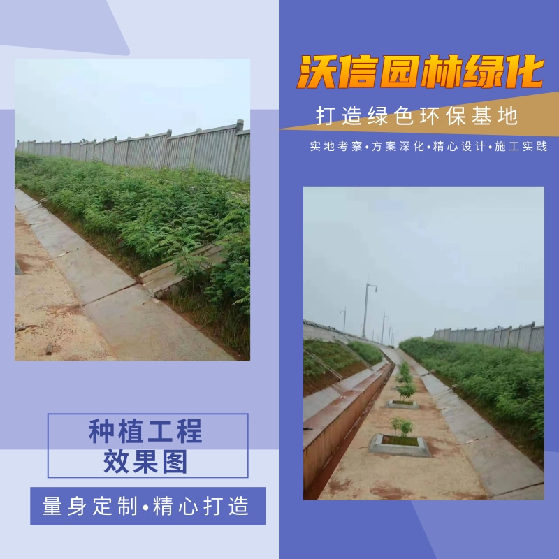 刺槐小苗圖片/刺槐小苗樣板圖 (2)