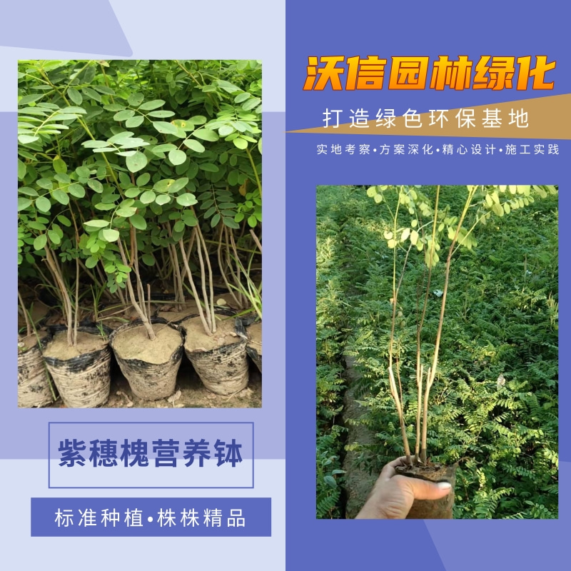 紫穗槐營養(yǎng)杯苗圖片/紫穗槐營養(yǎng)杯苗樣板圖 (2)