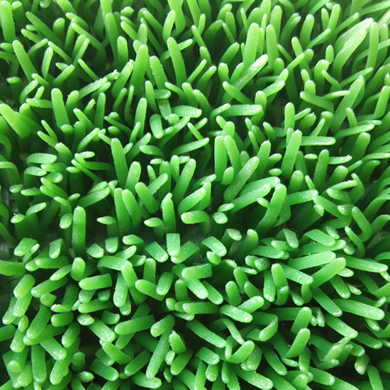 塑料草坪圖片/塑料草坪樣板圖 (1)