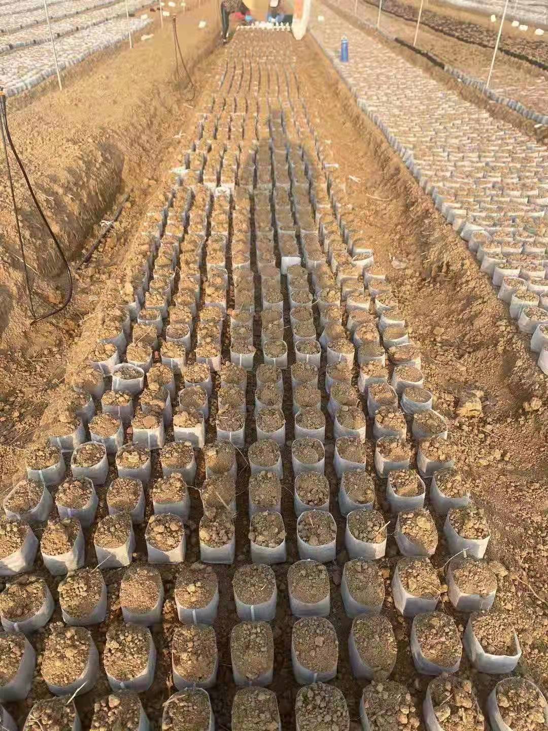 環(huán)保透氣營(yíng)養(yǎng)袋圖片/環(huán)保透氣營(yíng)養(yǎng)袋樣板圖 (3)