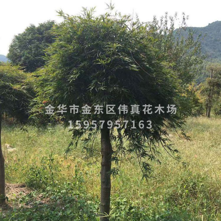 綠化樹圖片/綠化樹樣板圖 (4)