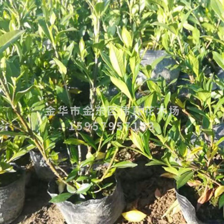 批發(fā)小葉梔子大葉梔子盆栽 梔子花 室內(nèi)芳香植物 工程大葉梔子花